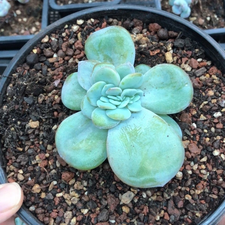 韩版奶茶缀化 247