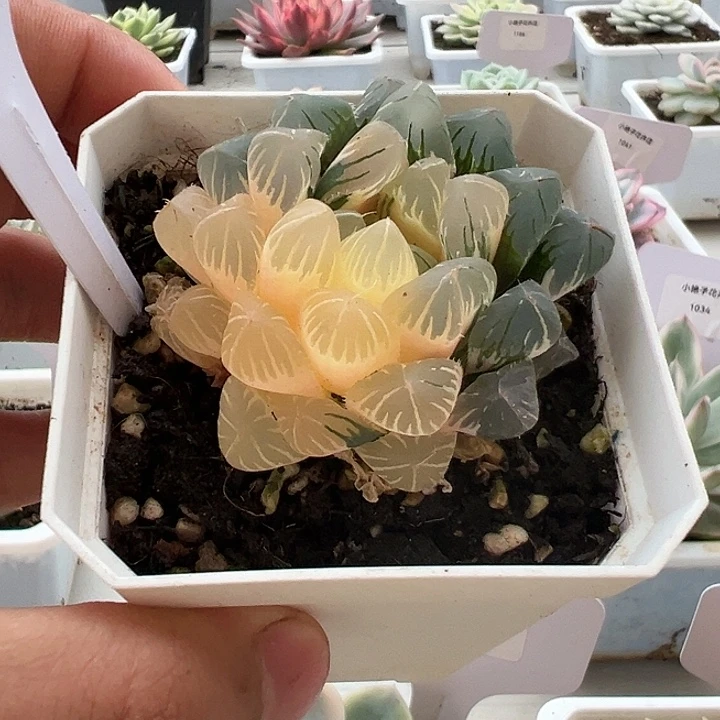 1004号玉露锦多肉植物