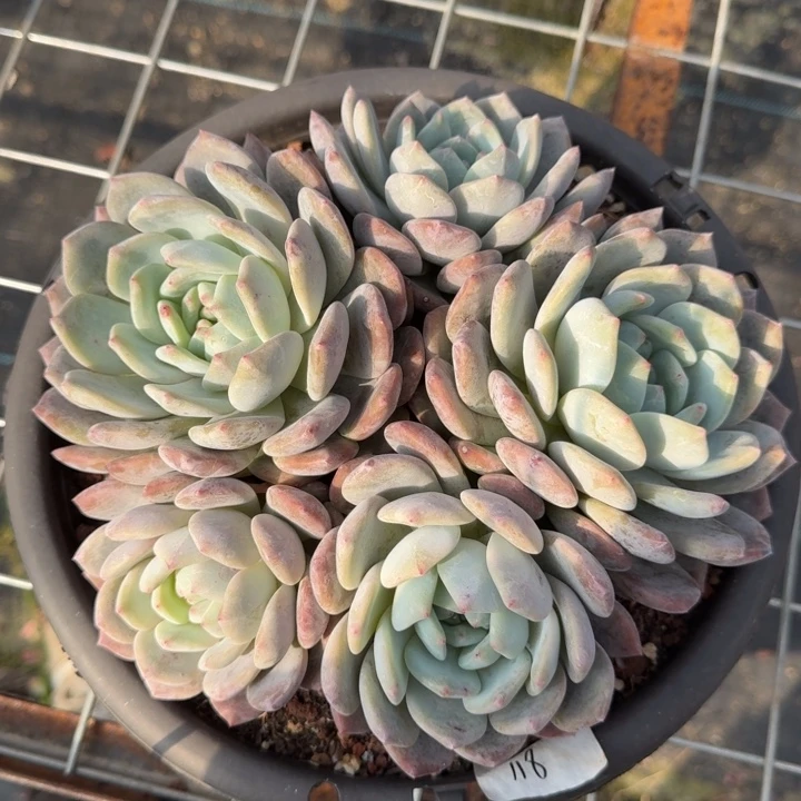 橙子五头群多肉植物绿植