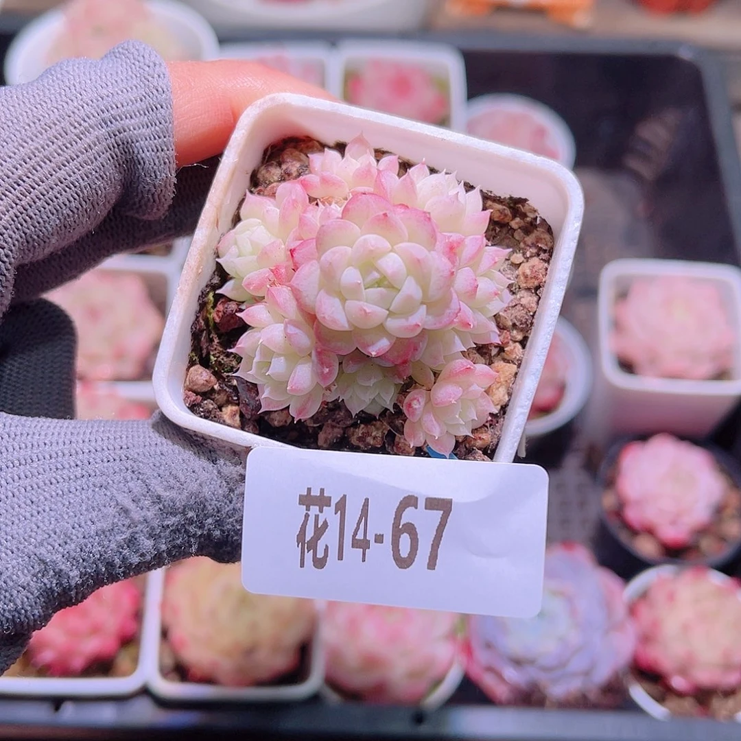 花14-67画扇群生