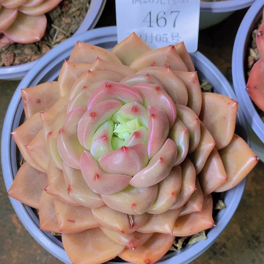 【闪购商品】云467