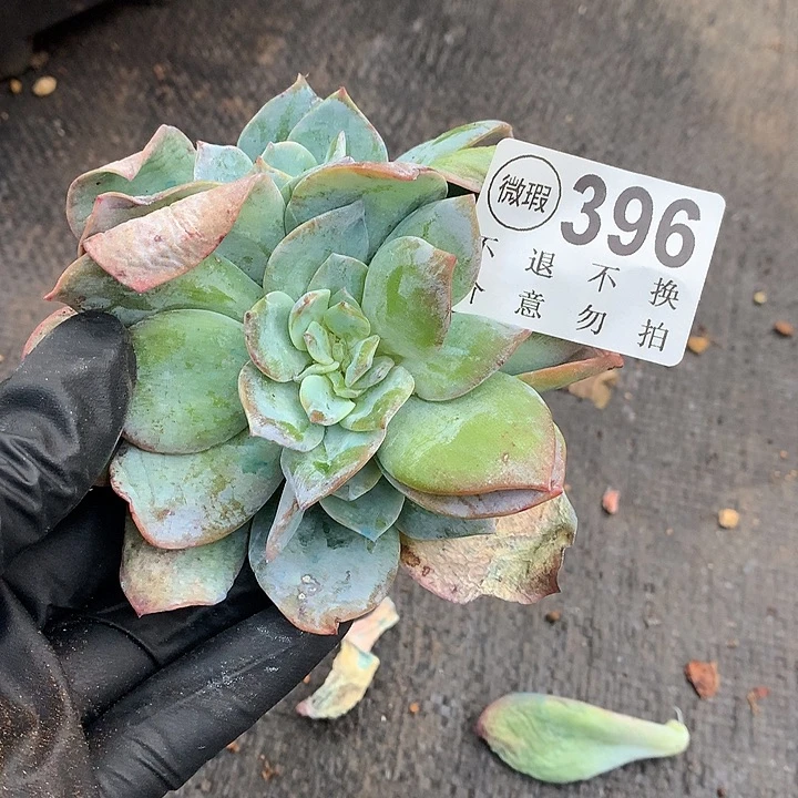 白凤缀化 9.25号左右发货了