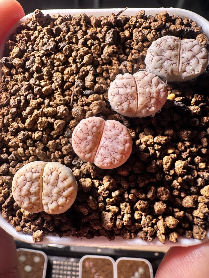 32疯狂的多肉石头（189）一颗