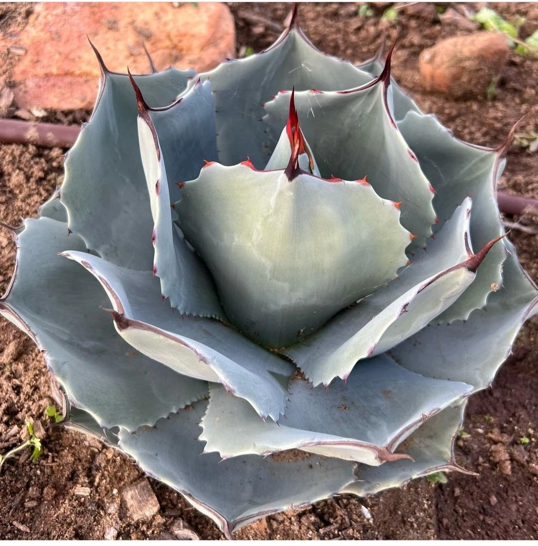 多肉植物备用链接