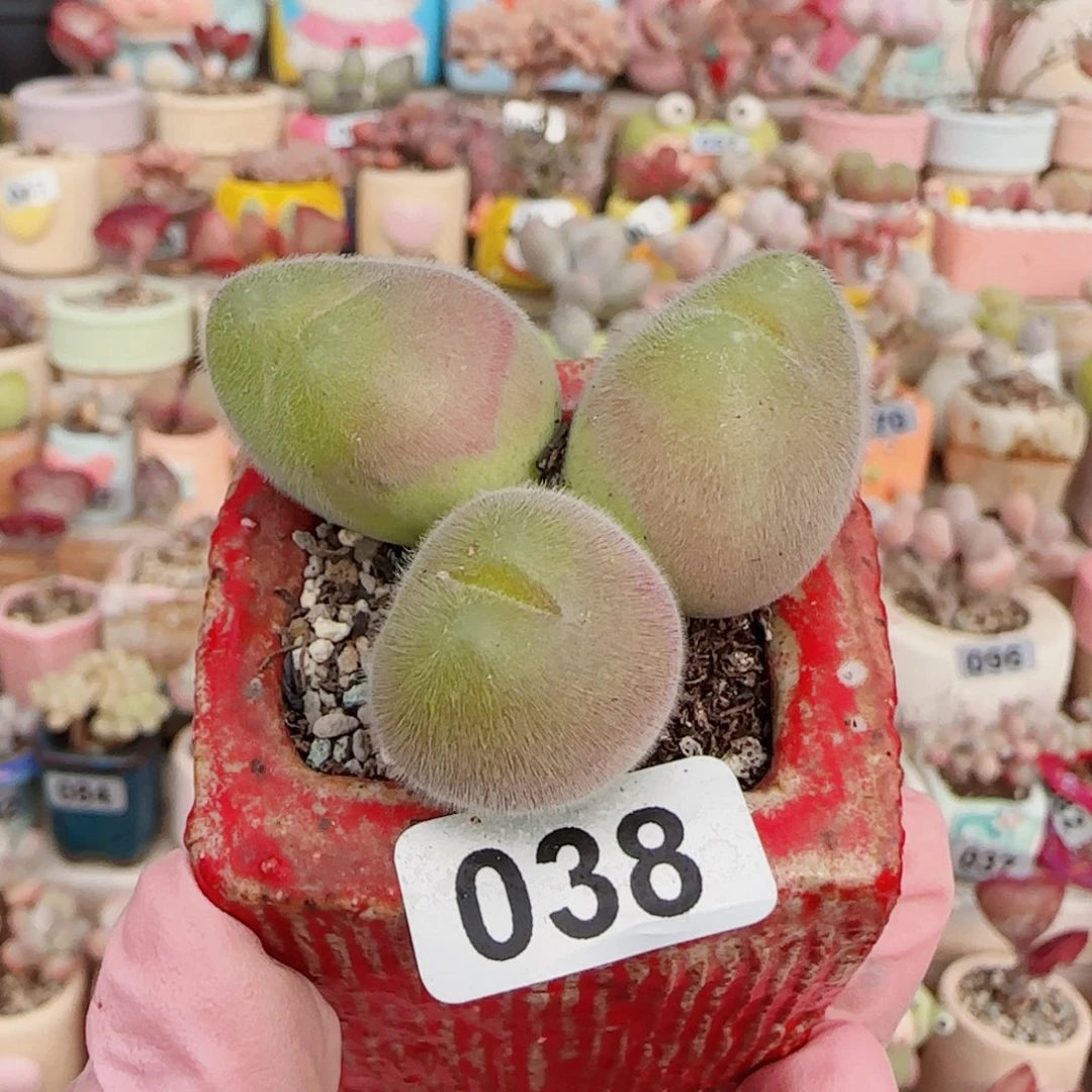 T肥肥毛翠盆口3.5cm