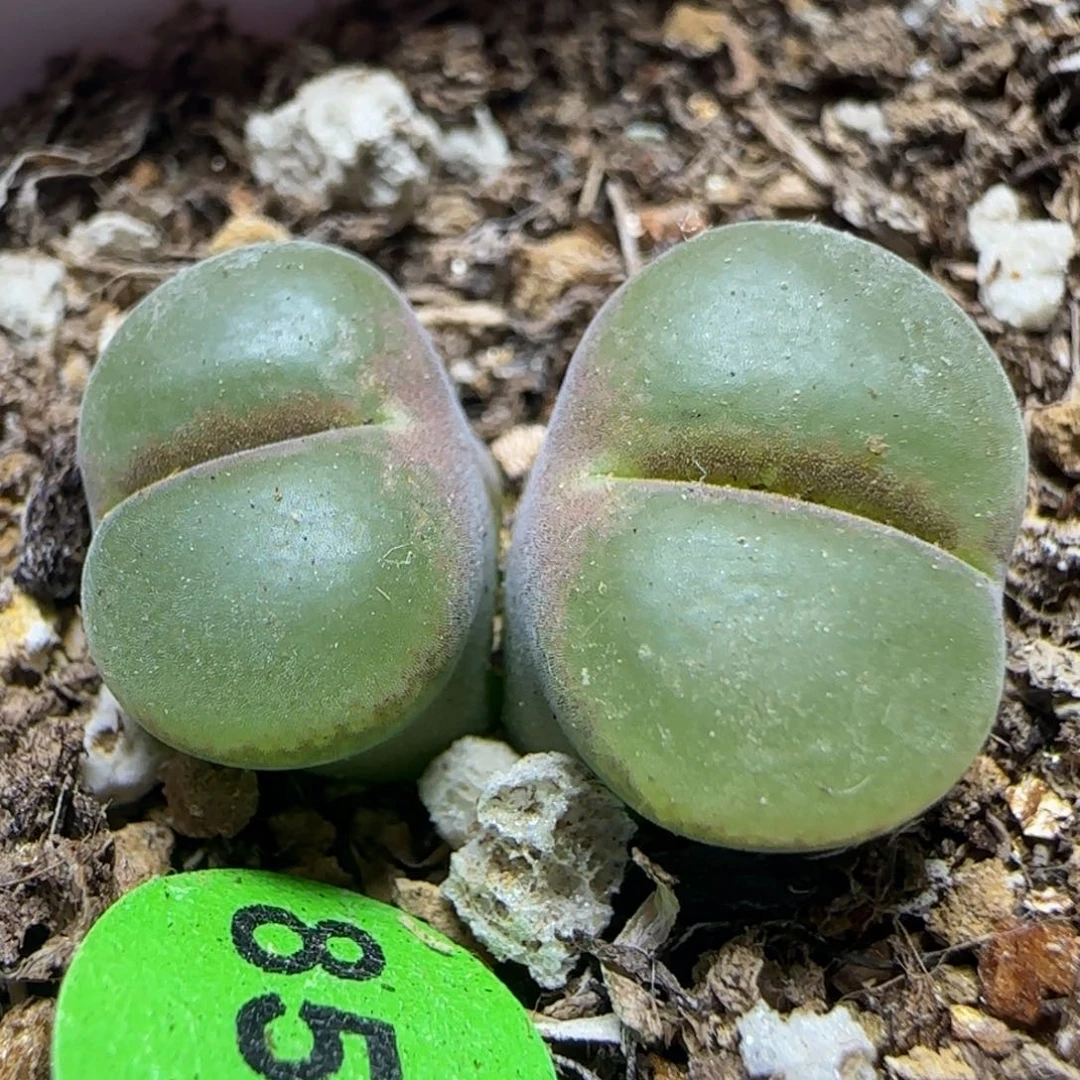 粉红女郎多肉植物850