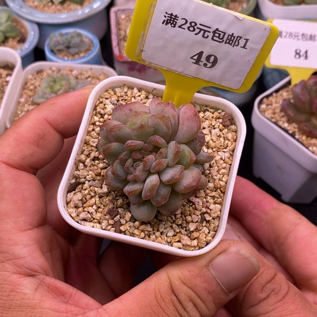 149红恋精控缀化……