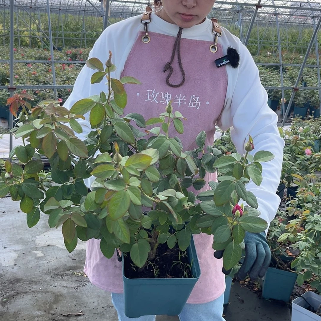 玫瑰半岛切花暮光1.5加仑扦插