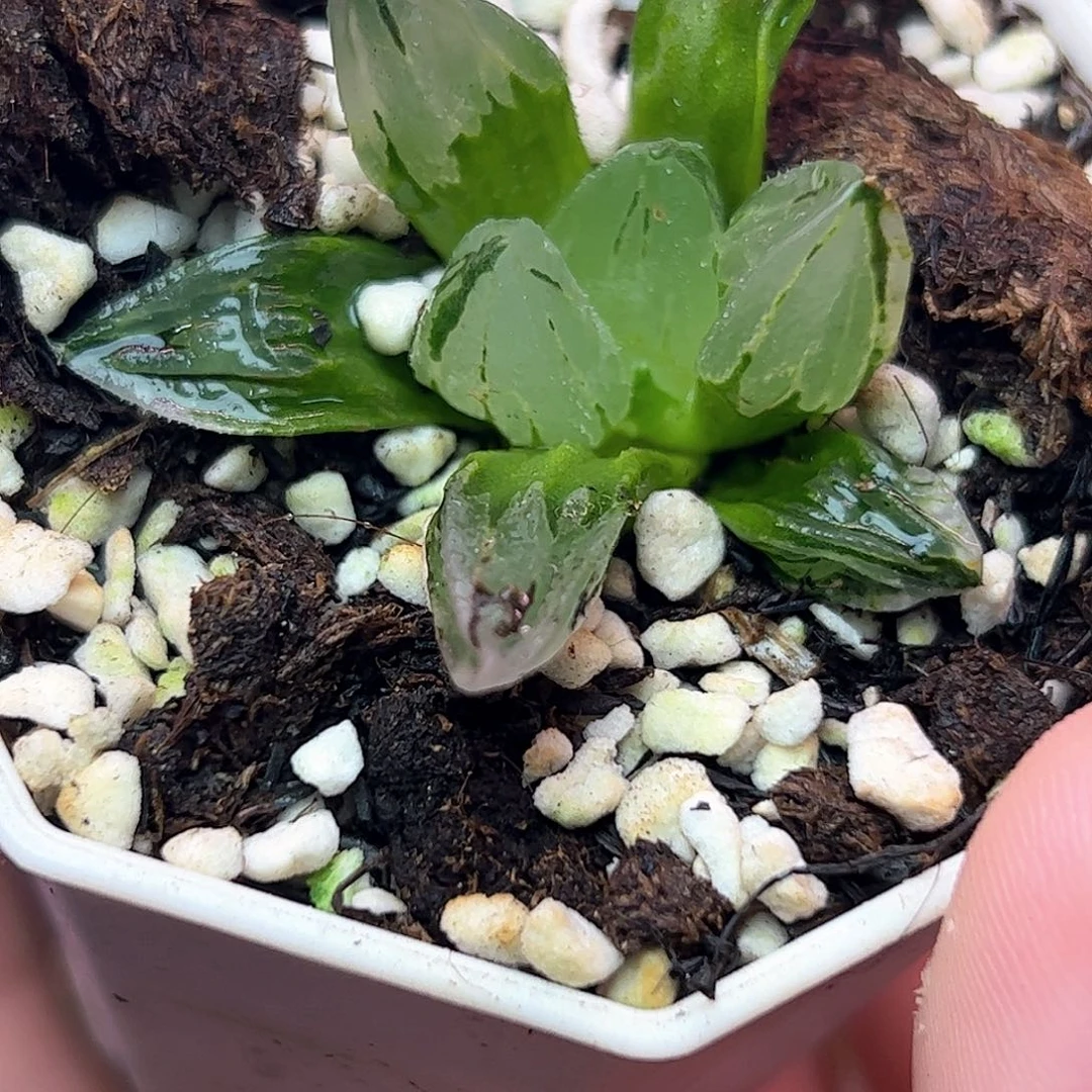 冰鸾玉十二卷多肉植物满