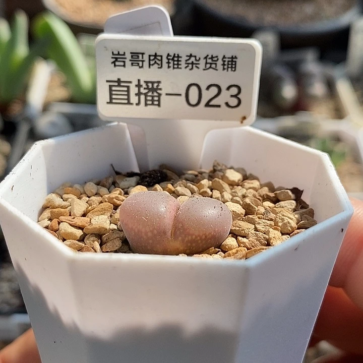 梅萨种源红宝石风铃