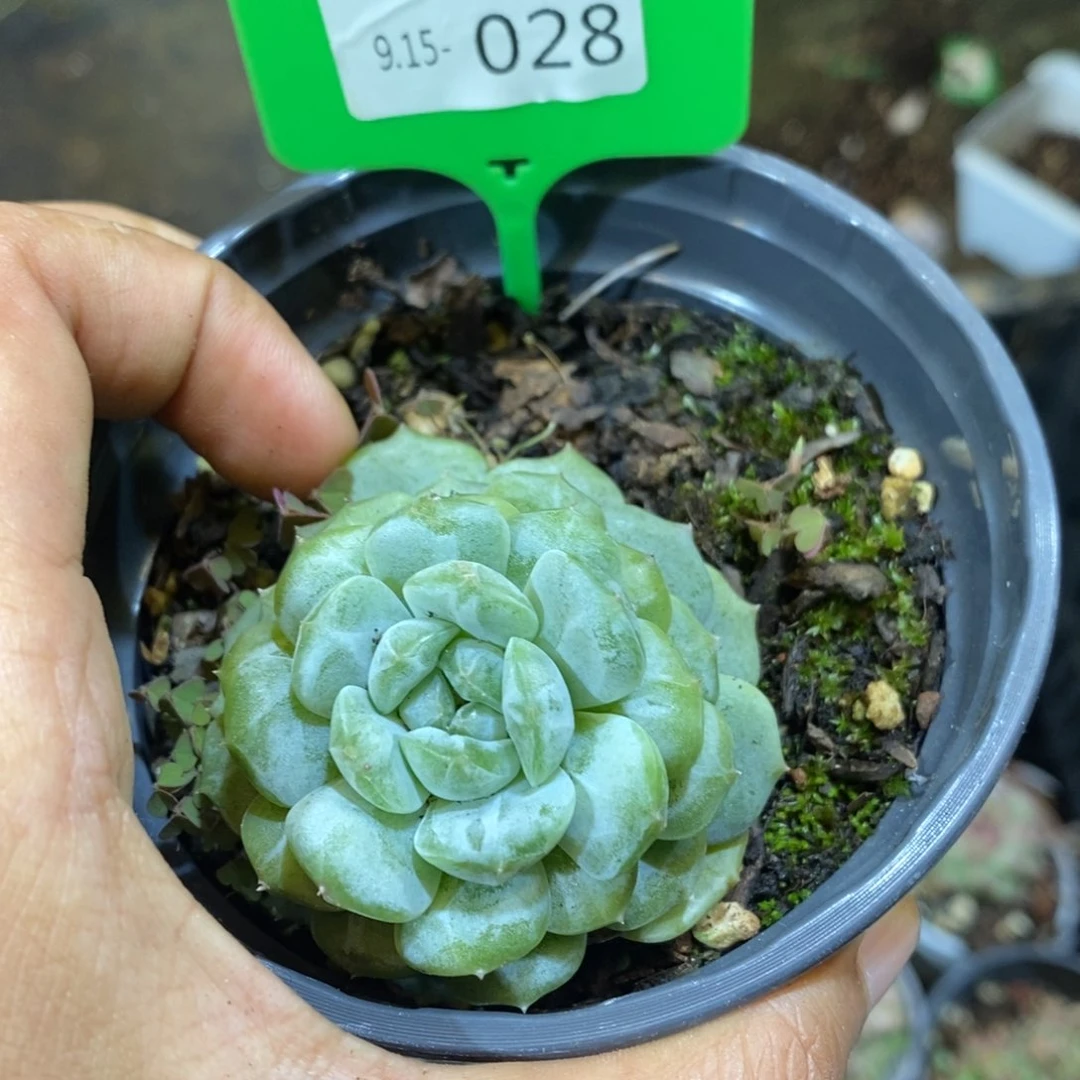 五****湿915028多肉单头多肉多肉