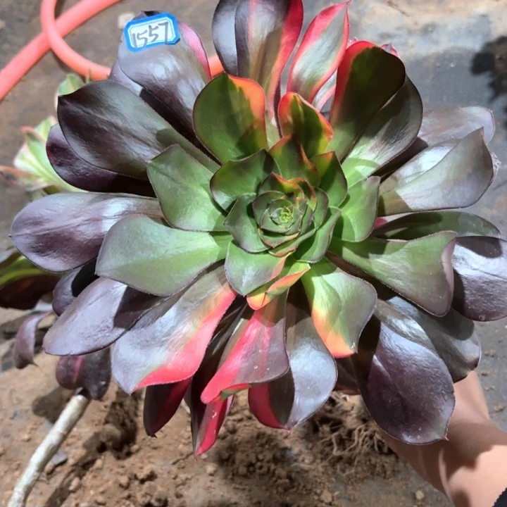 巫毒花脸1557法师多肉