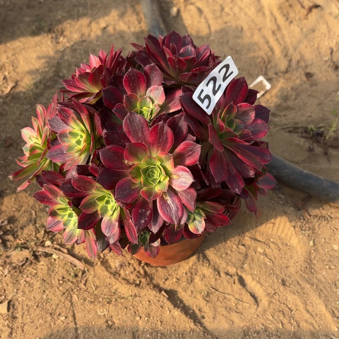 522安娜多肉不包损