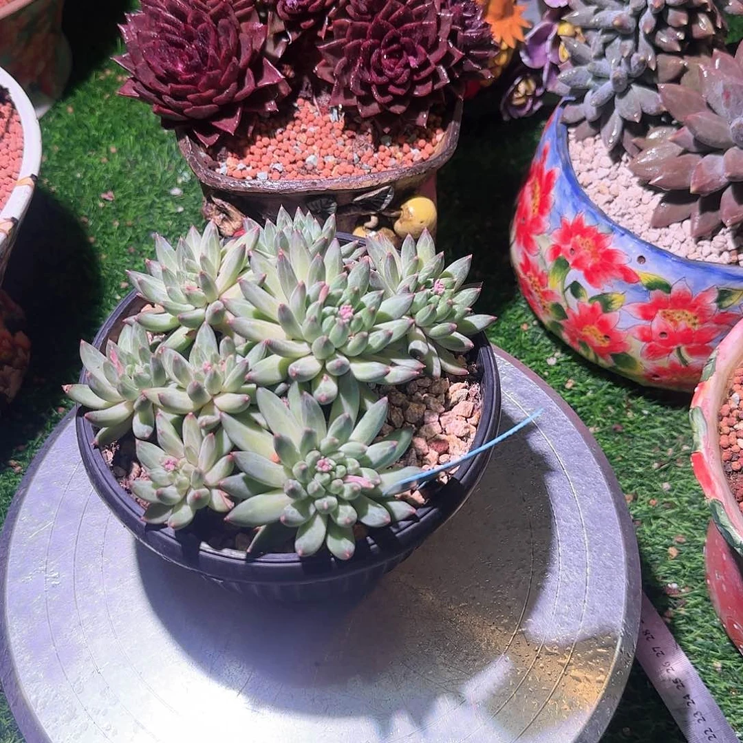 多肉植物一物一拍