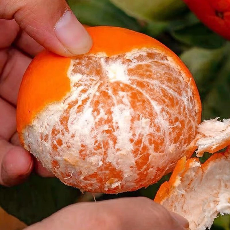 【正宗】沃柑新鲜果园现采现发应季水果多汁9-10斤