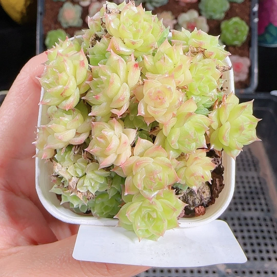 1023-244麦秆不包整