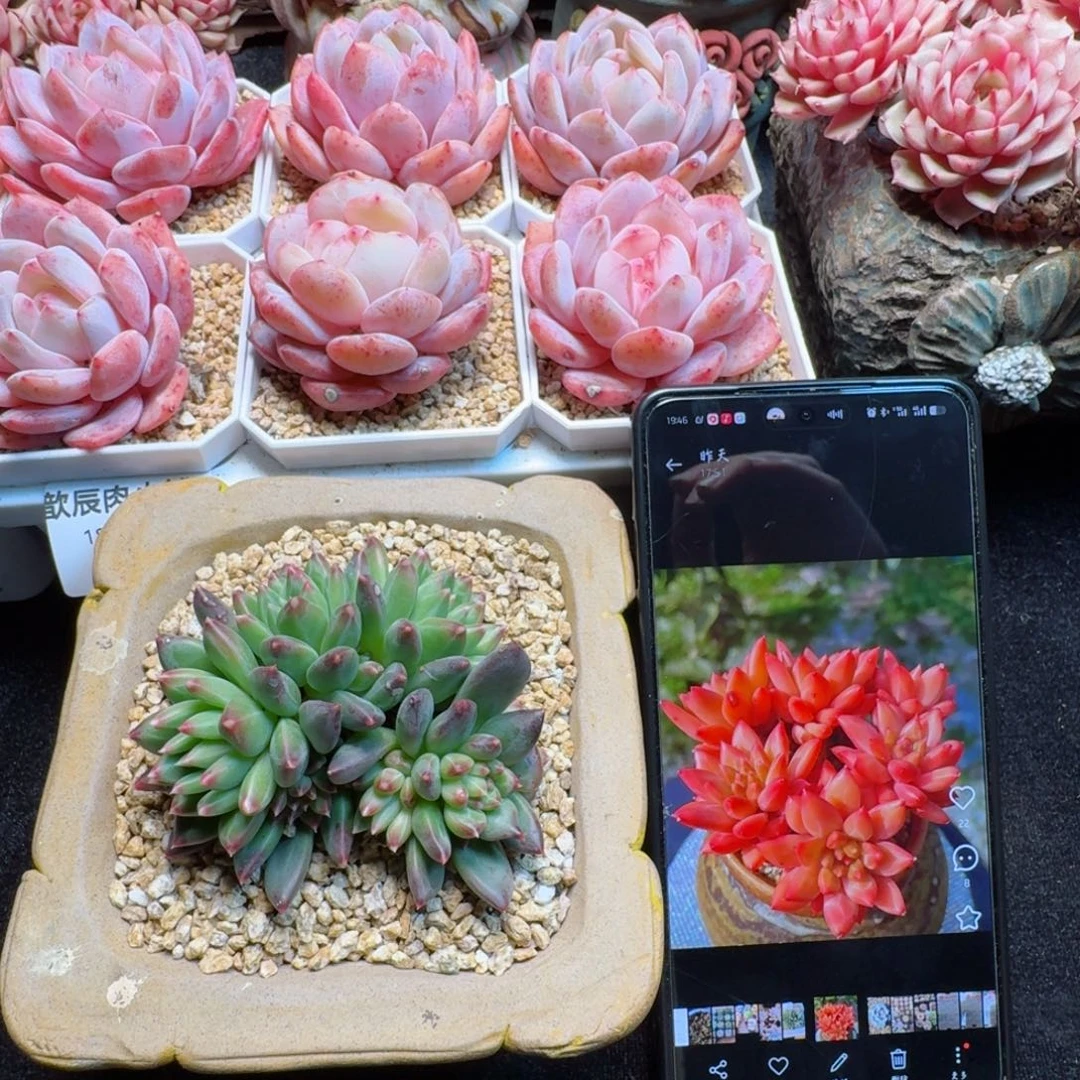 多肉植物  甲骨文  144