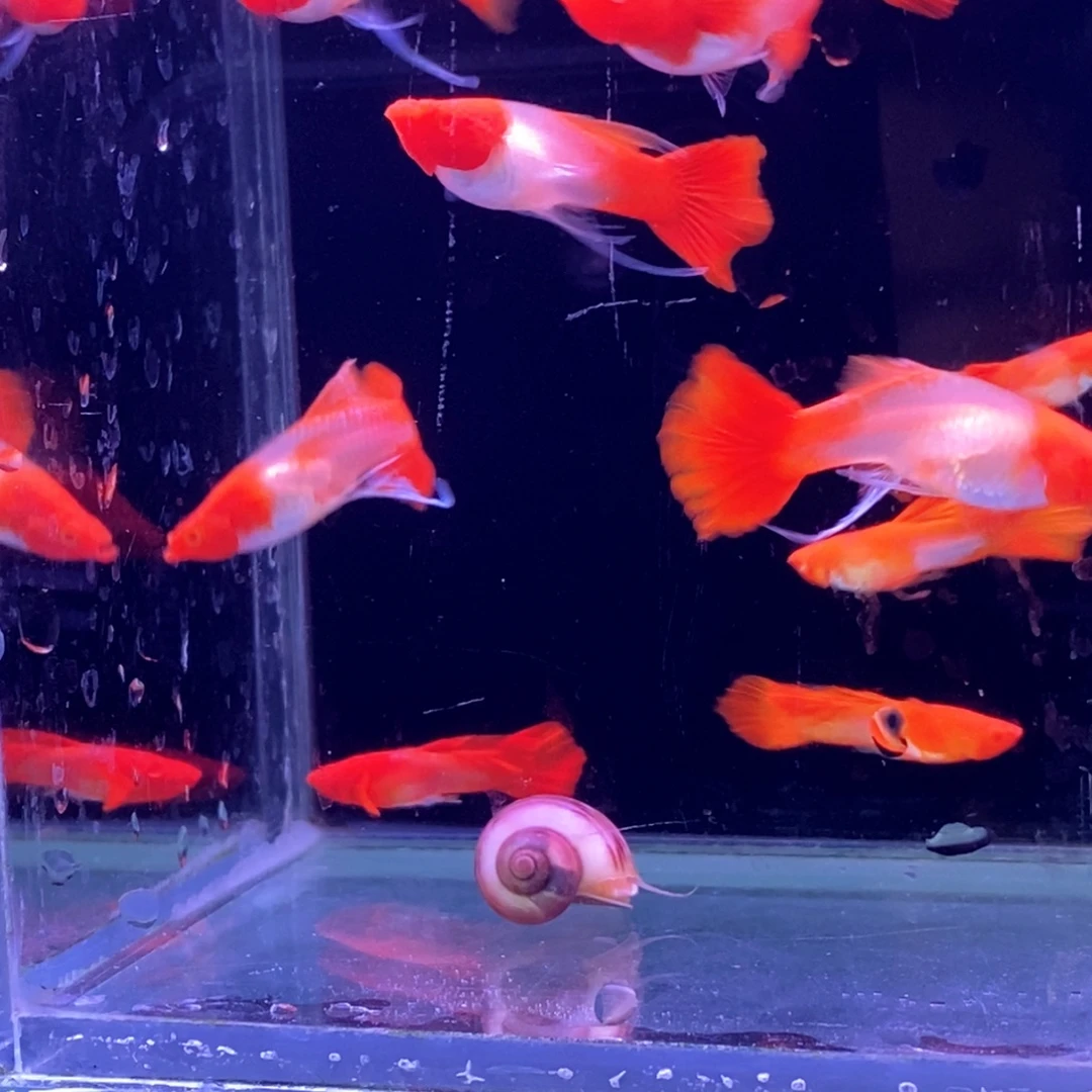 孔雀鱼红头飘带5对