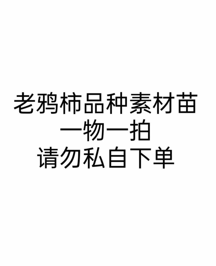 老鸦柿品种素材苗柿右