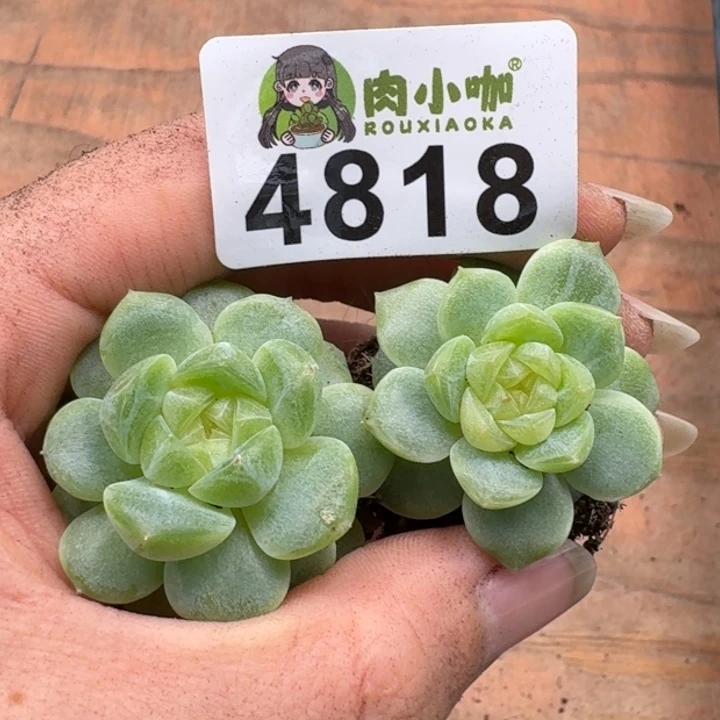 多肉植物多肉植物