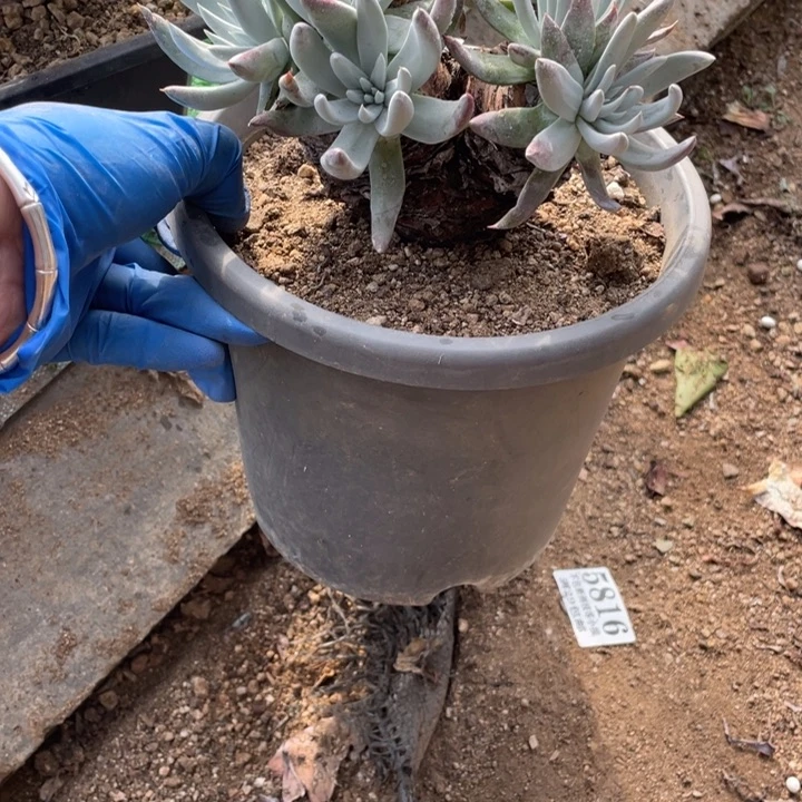 513号海瑟杂拇指多肉