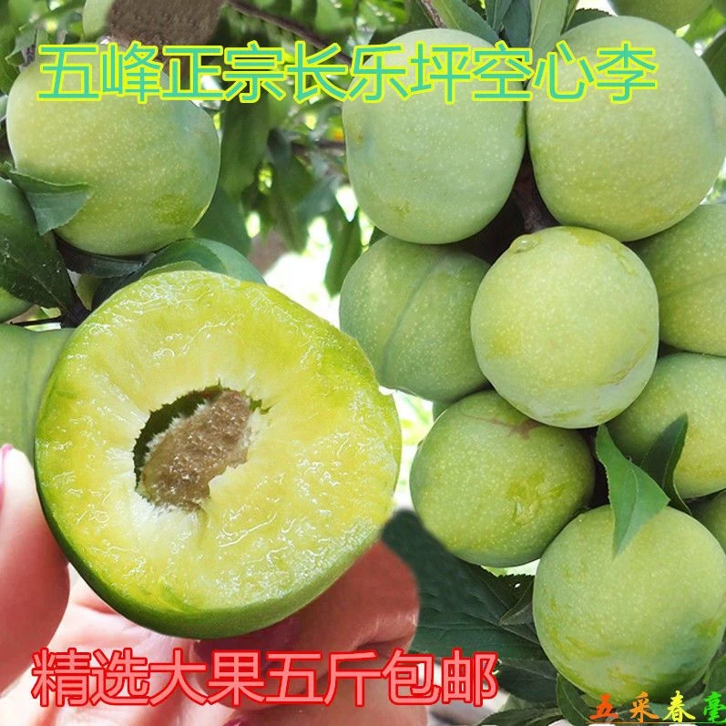 五峰长乐坪高山脆甜空心李子布朗李果农直发包邮