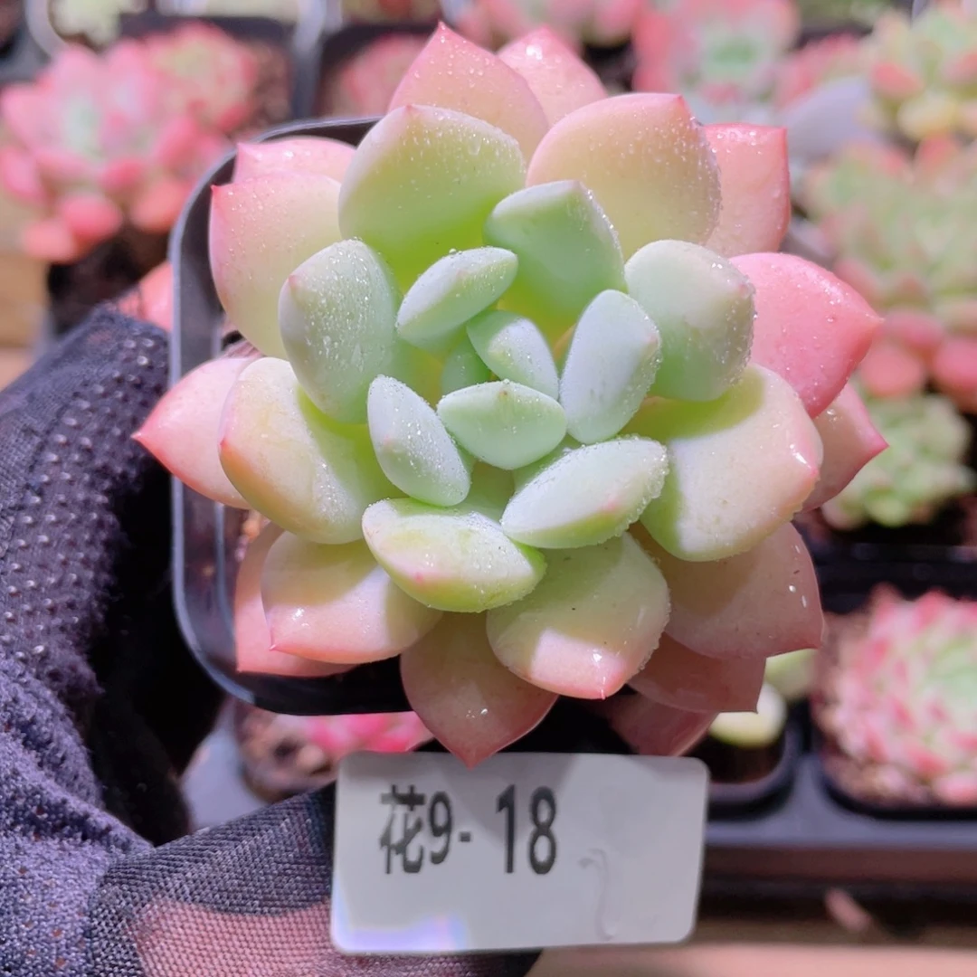 花利美9-18玉兔单头