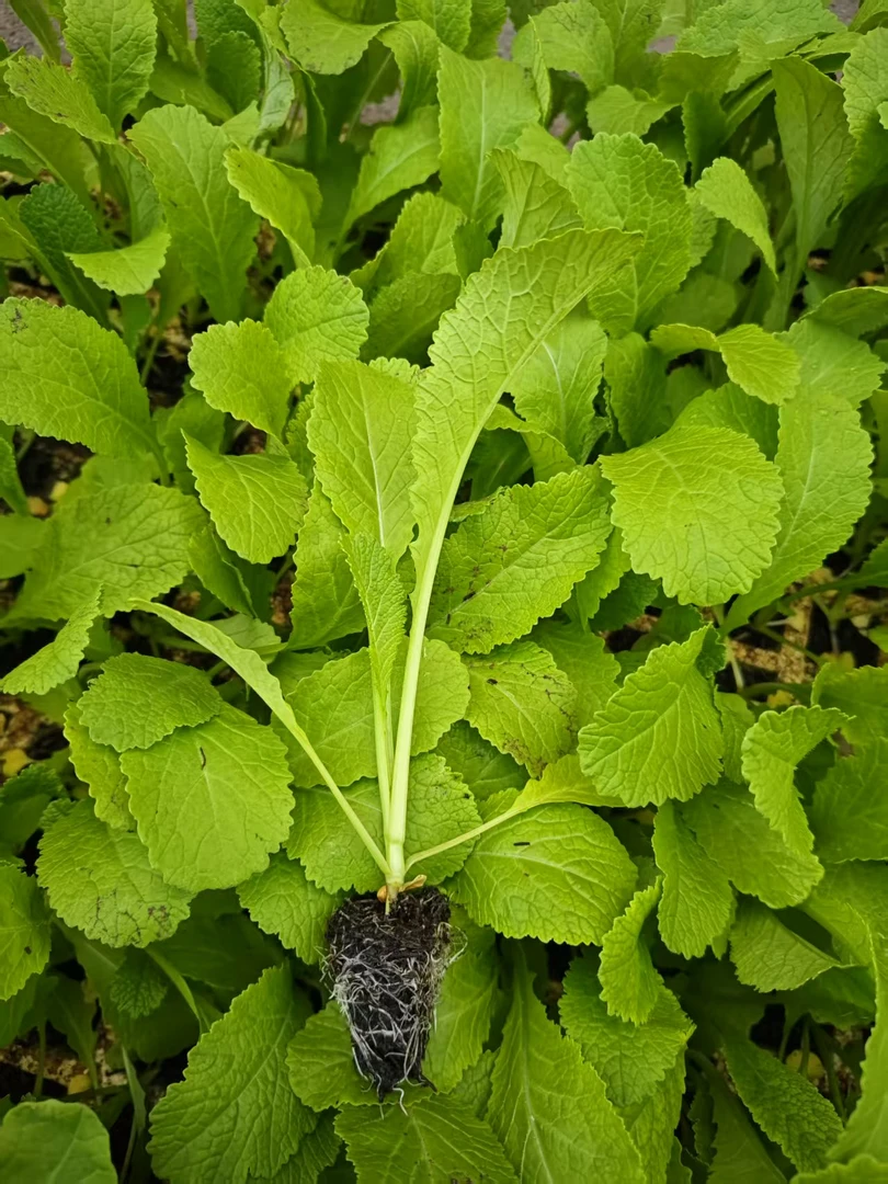 云南四季粉杆青菜紫云英豌豆尖苗蔬菜云南青菜舍利子新鲜