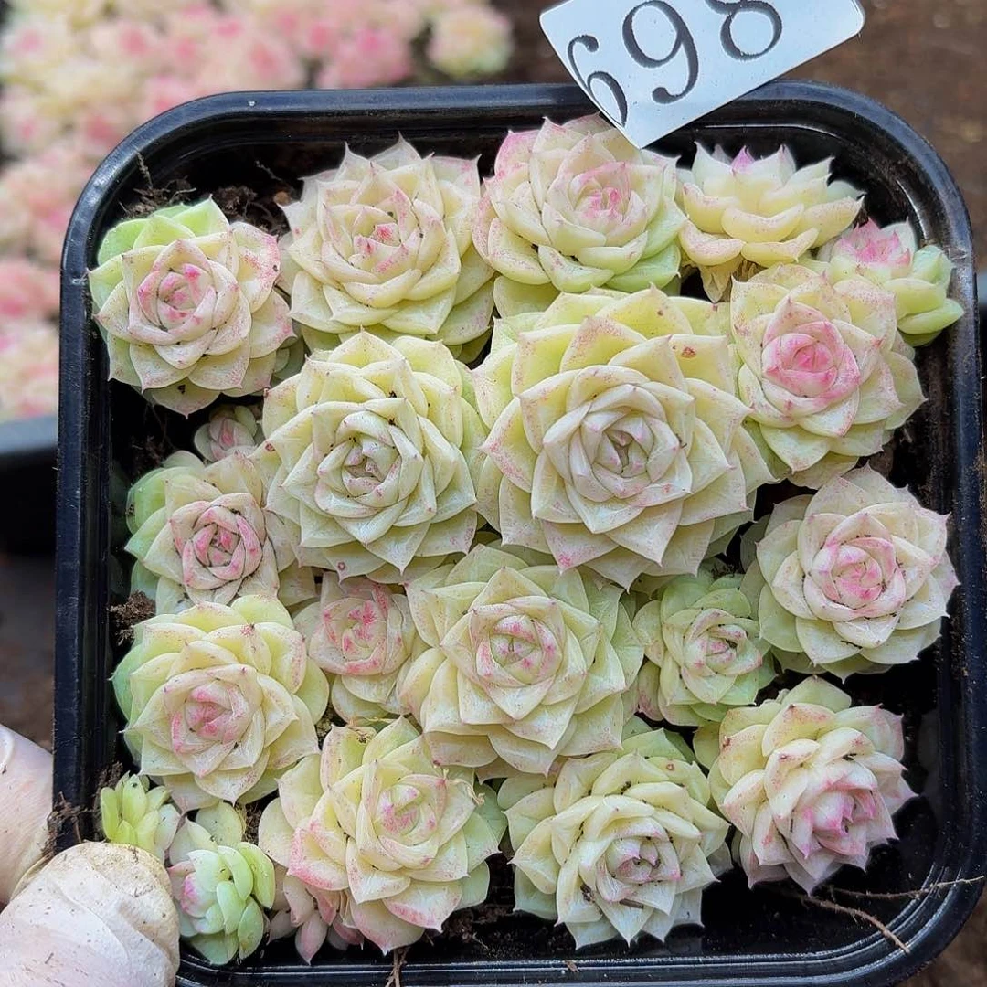 多肉植物多肉植物698