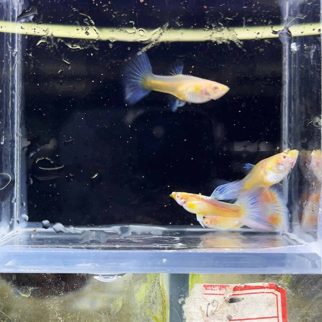 孔雀鱼4条紫白飞船