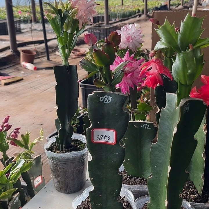 图***案当前无花朵，栽培后可花朵085