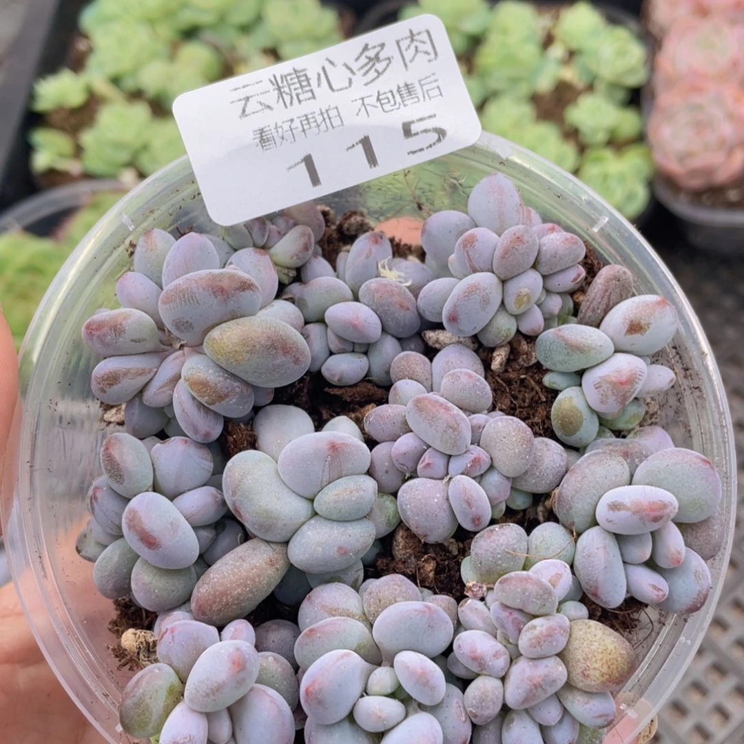 云糖心多肉植物115