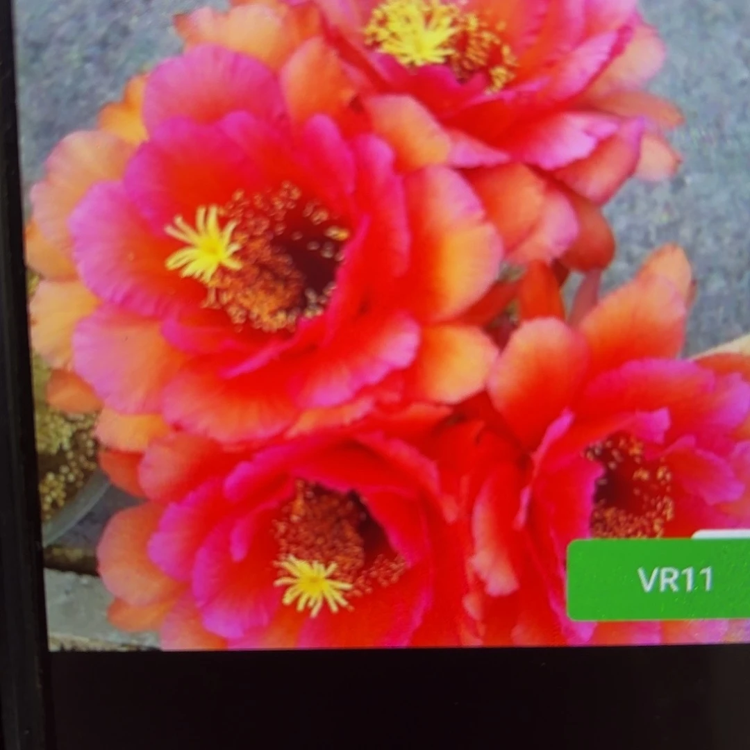 Vr11毛侧牙20包邮36