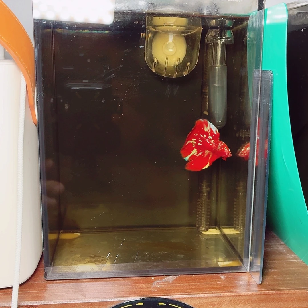 斗鱼彩金半月公鱼