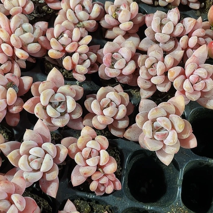 小星星雪1元带土发