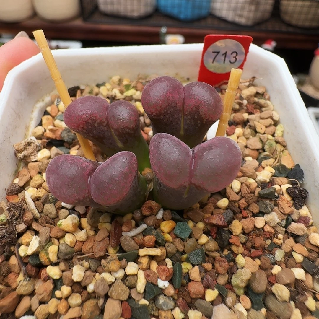 多肉植物福利风铃713