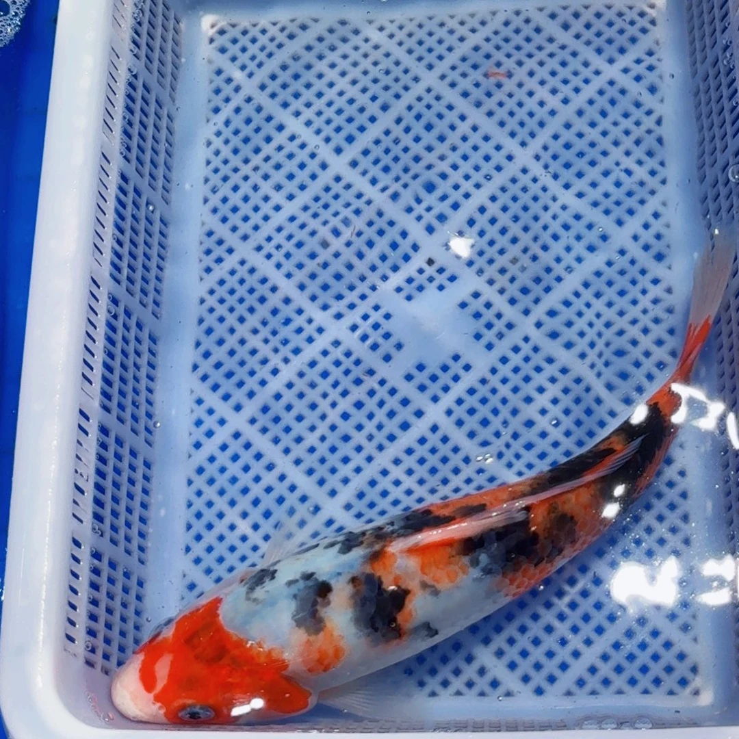 锦鲤甄选锦鲤包邮包活