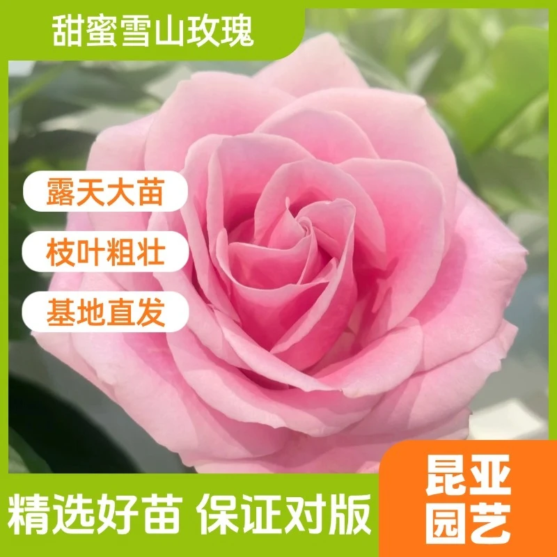 昆亚花园甜蜜雪山玫瑰成都露天花苗阳台庭院盆栽四季开花带花苞