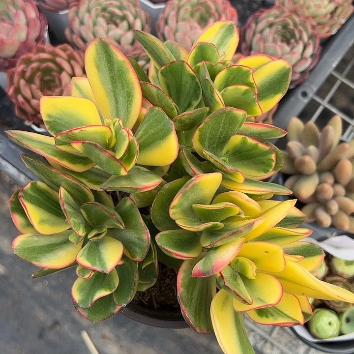 黄金花月锦多肉植物精品