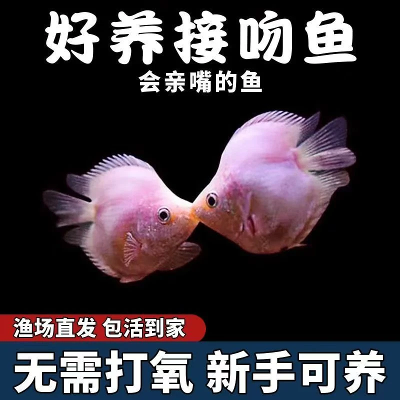 【接吻鱼】小型淡水热带观赏鱼好养耐活适合新手饲养的宠物鱼