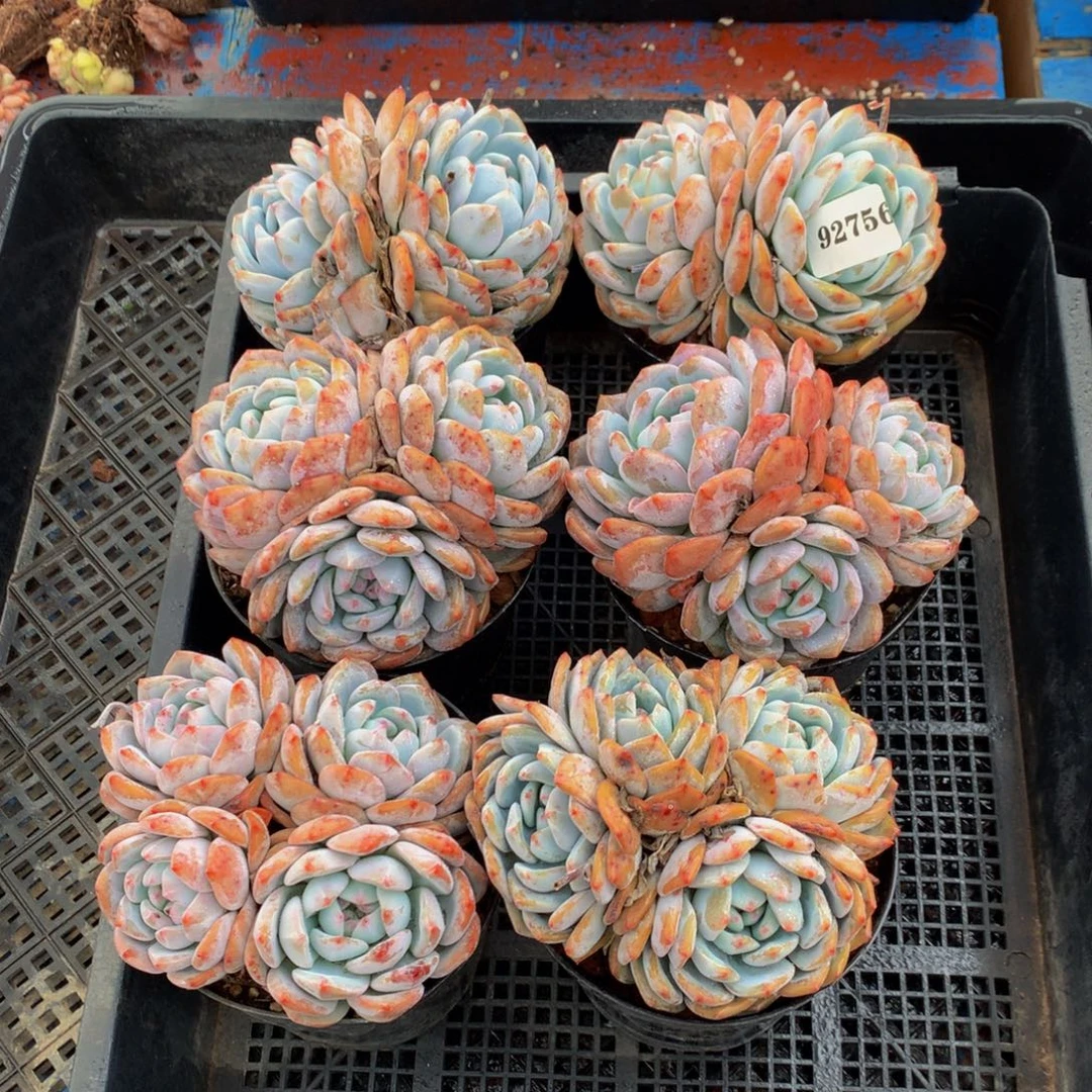 92756六个嗯嗯嗯嗯嗯嗯好