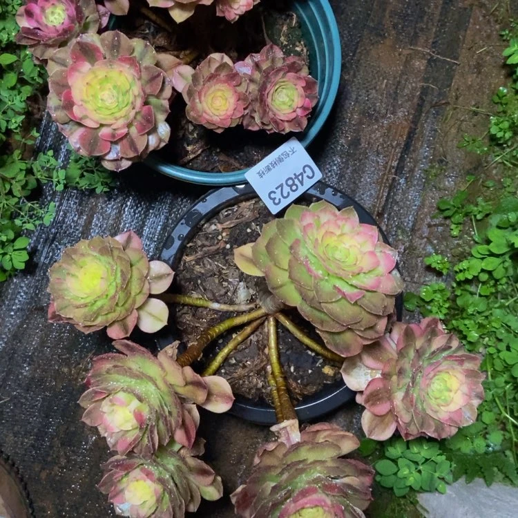 【闪购商品】诗**赋4823两棵万白多肉