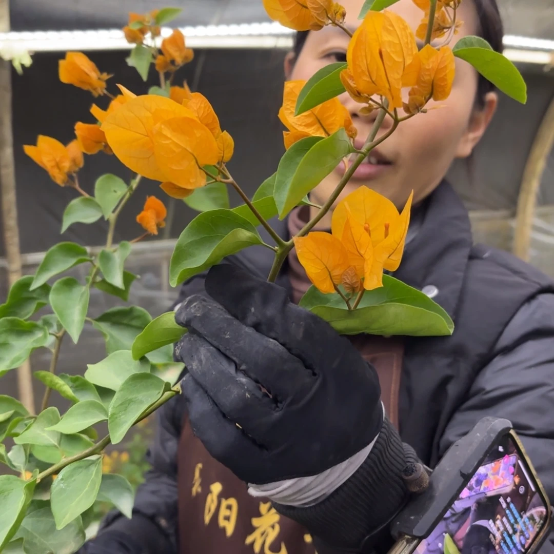 完全开放（金探戈）三角梅带花苞会落花落叶苗有大有小