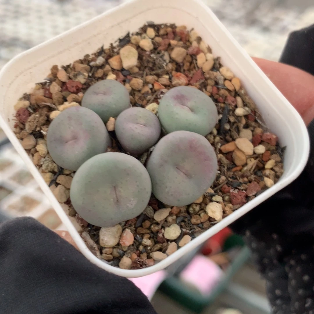柴**?a460奶油嘴母本一颗