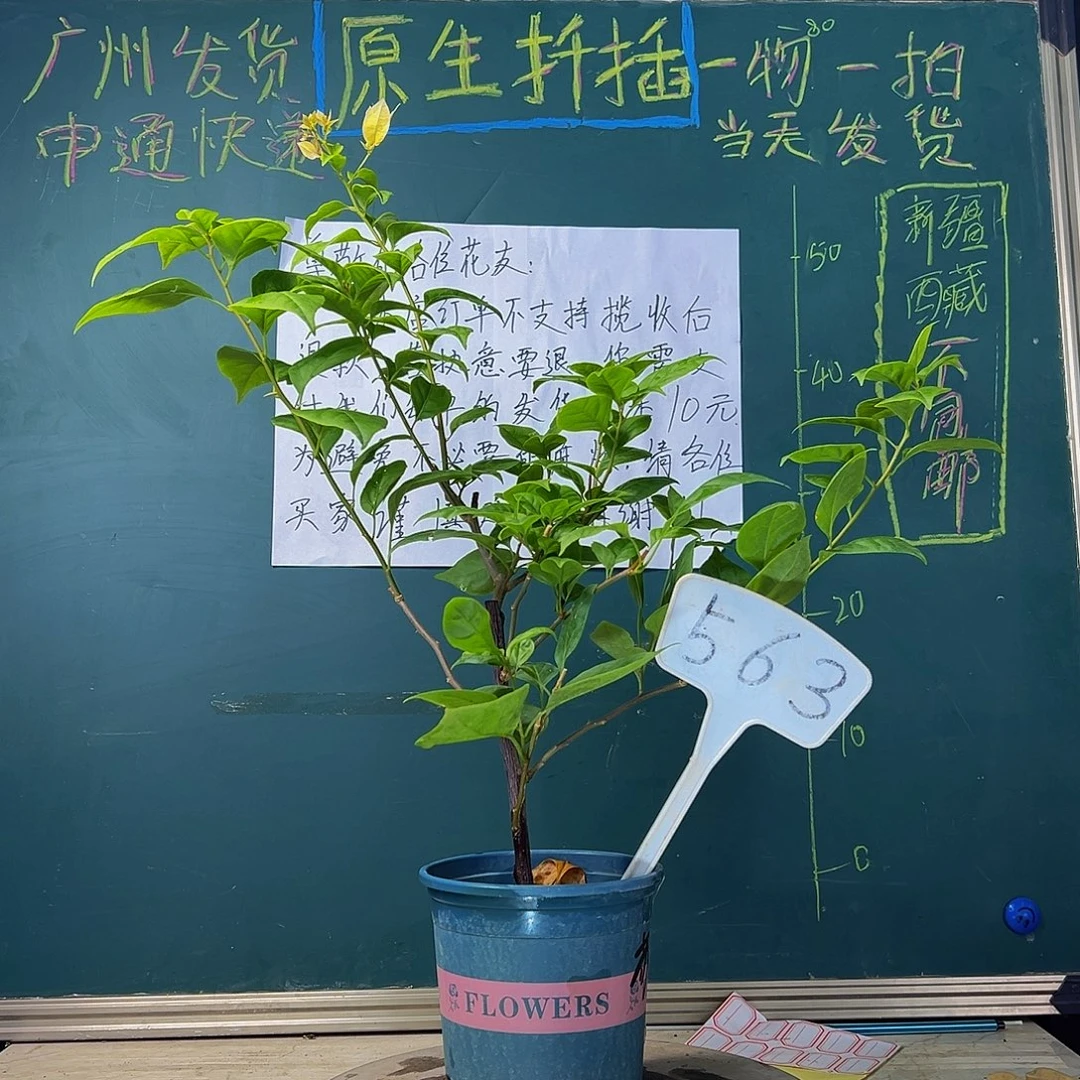 当前无花栽培后可以开花苏瓦娜 563
