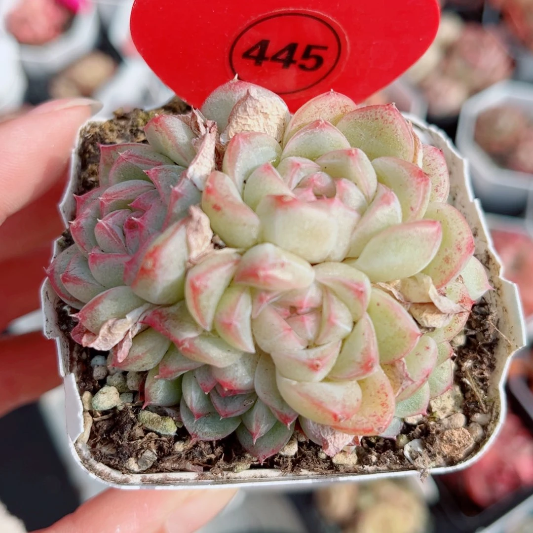 445号小老桩珍妮群