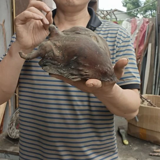 稳定木哈*高山 檬子木文玩料