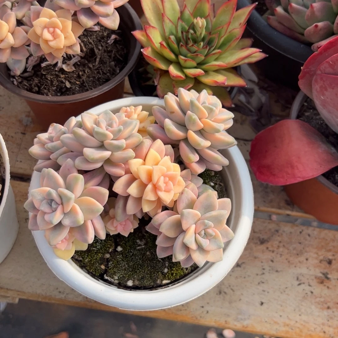 多肉美杏锦【非偏远满18包邮】