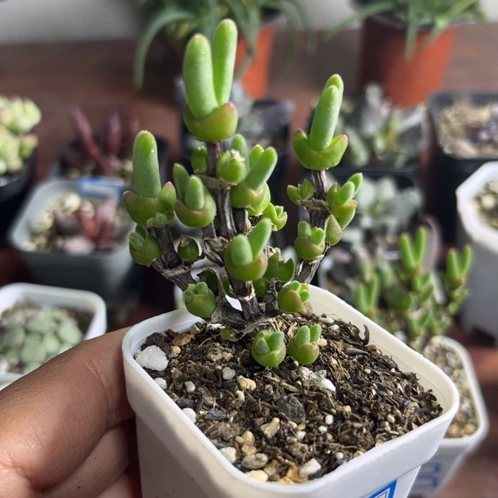 100 枝干兔子，短耳兔子