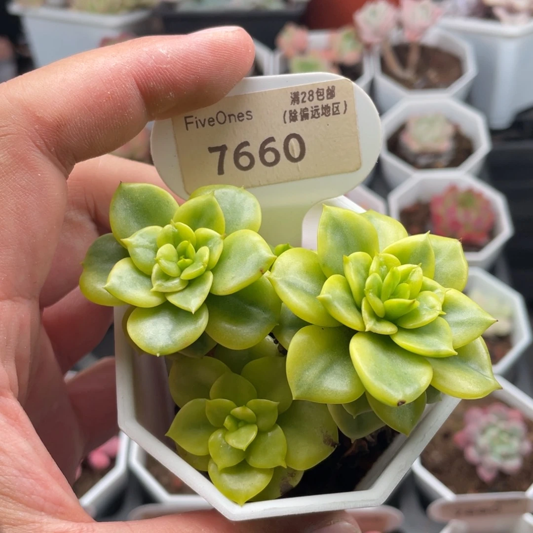 蜡牡丹锦7660-8厘米